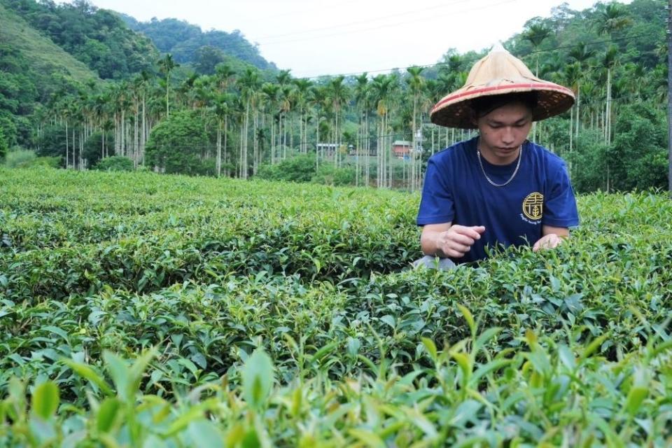 《圖說》蔡智霖茶園管理施用有機肥，且在中午後好天氣採茶。〈農業局提供〉