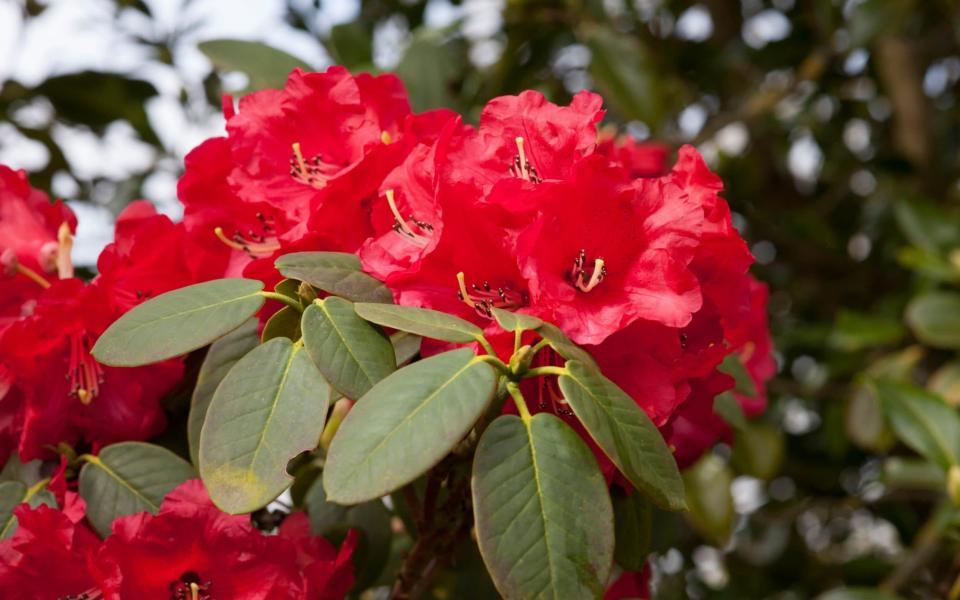 Plant Rhododendron - GAP