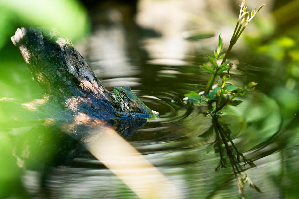 A green frog stays cool in a pond in Clintonville Monday while the National Weather Services has issued a heat advisory for central Ohio through 8 p.m. Friday because of what it described as "dangerously hot conditions."