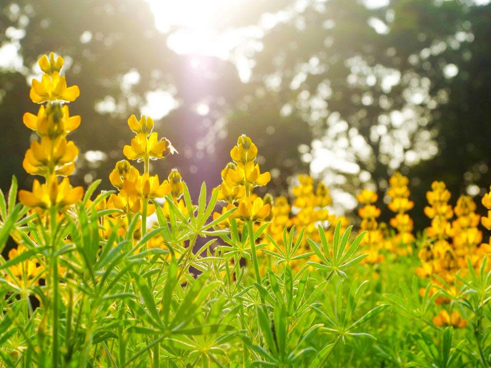 魯冰花（圖片來源：「大北坑休閒農業區-2019戀戀魯冰花」FB）