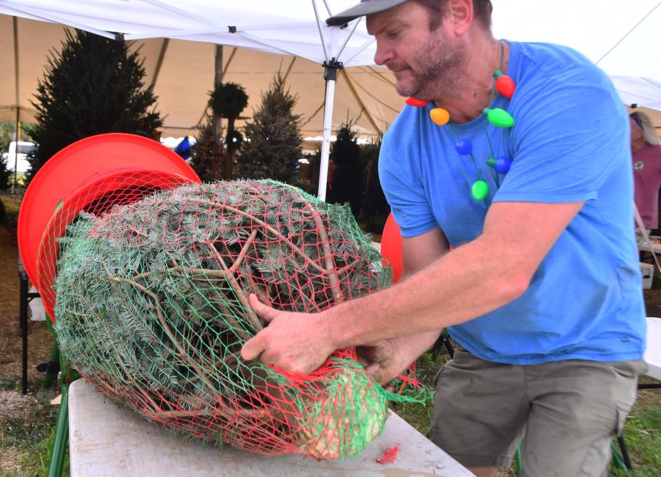 Kevin Goodwin bales up a Christmas tree. The weekend after Thanksgiving is always a busy time for the Thistle Meadow Tree Farm lot jut south of Sarno on Wickham Road, now in its 10th year.