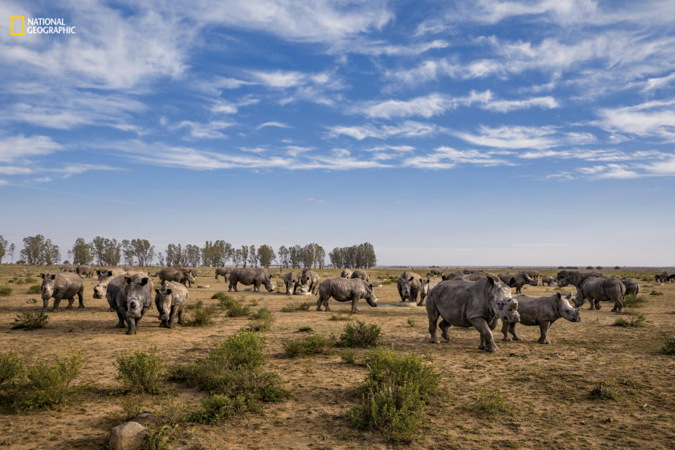 <p>Rhinos gather to feed on a South African ranch. (Brent Stirton/National Geographic Magazine.) </p>