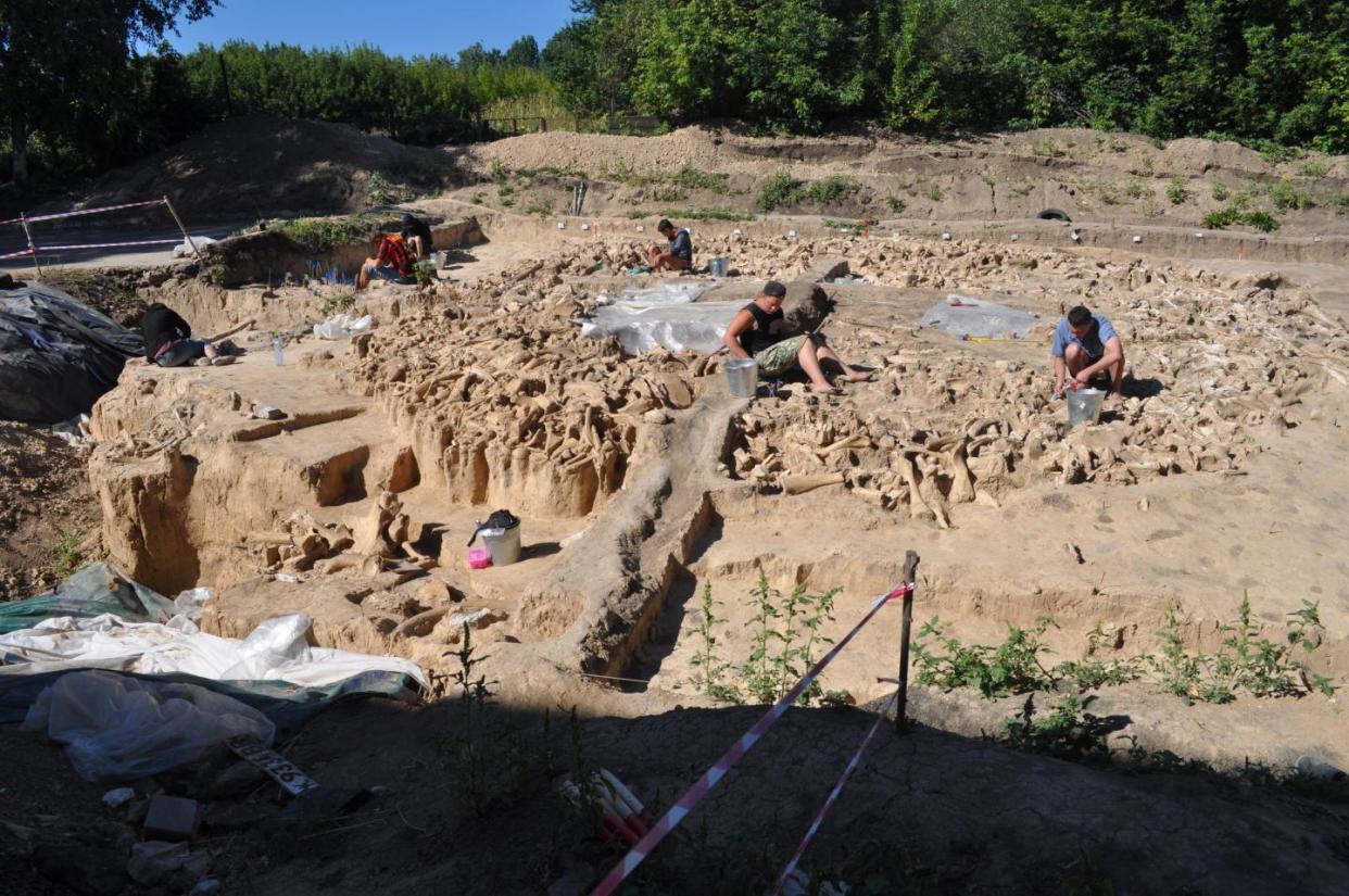 The majority of the bones found at the site  in the Russian Plains, are from mammoth (University of Essex) 