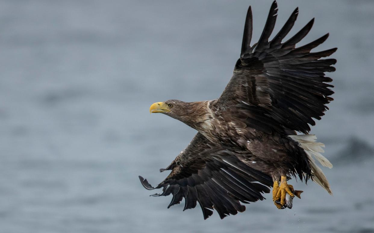 Golden eagles declined in England during the 19th century after persecution from farmers and gamekeepers -  Getty Images