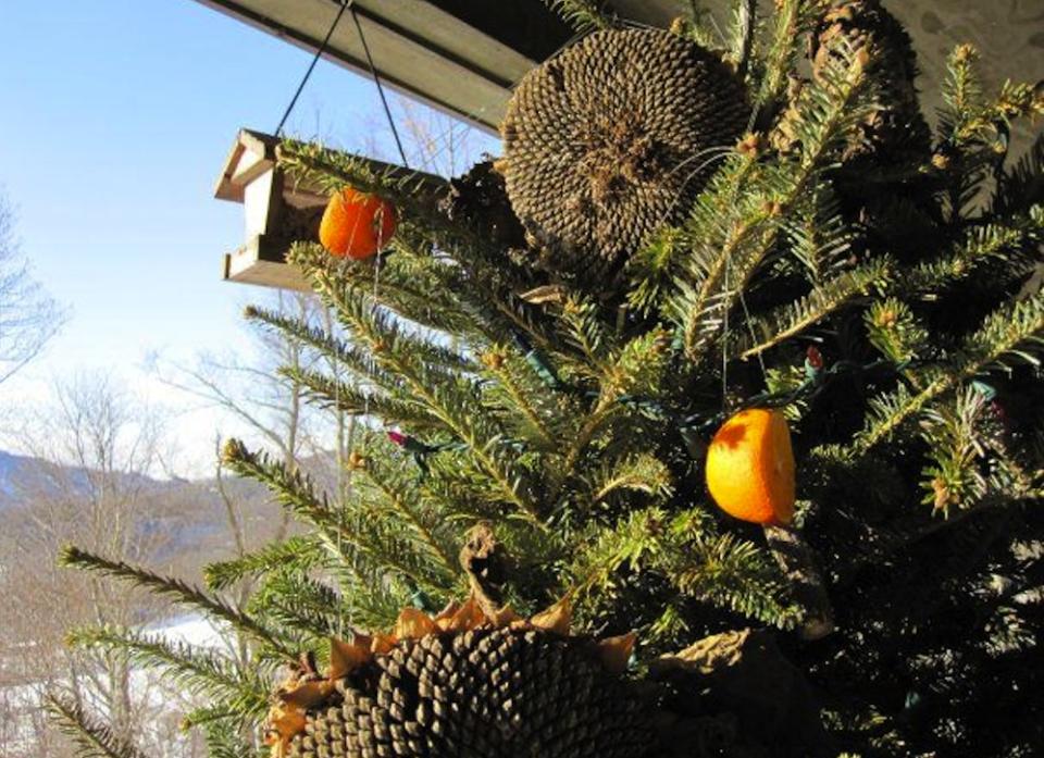 7 Reasons Not to Chuck Your Tree After X-Mas