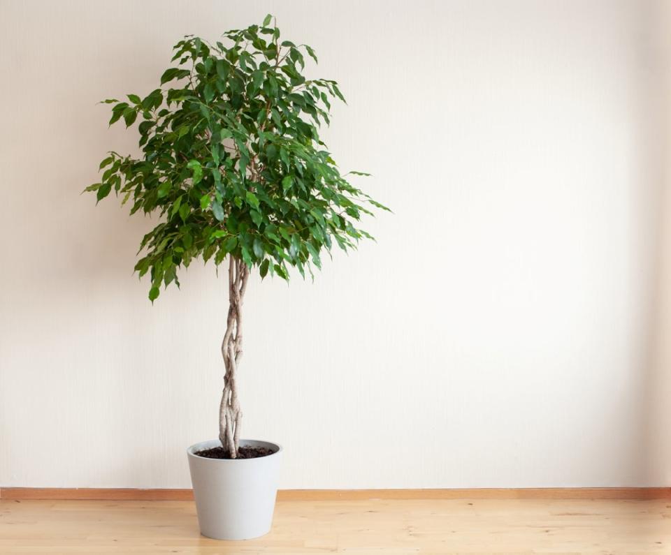 Ficus tree with braided trunk