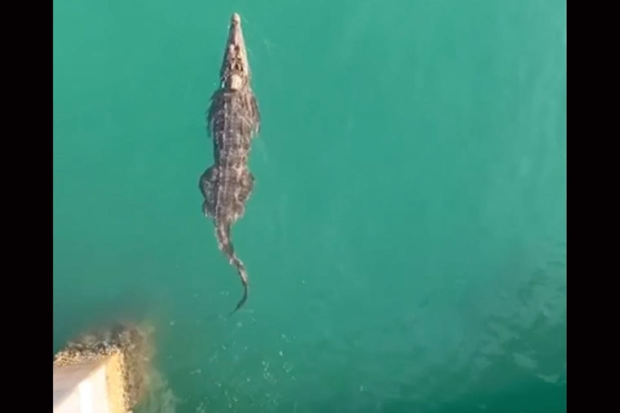 Watch: 9-Foot Crocodile Shuts Down South Florida Beach photo