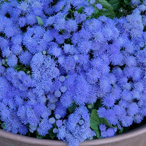 Ageratum Blue Ageratum Houstonianum Seeds for Planting 400+ Garden Flowers Seeds