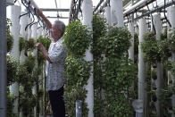 Arthur Lee, owner of MoVertical Farm, controls the water coming out of the pipes watering the roots of vegetables planted in the pillars in Yuen Long, Hong Kong's New Territories Tuesday, Sept. 22, 2020. Operating on a rented 1,000 square meter patch of wasteland in Hong Kong's rural area, Lee's MoVertical Farm utilizes around 30 of the decommissioned containers, to raise red water cress and other local vegetables hydroponically, which eliminates the need for soil. (AP Photo/Kin Cheung)