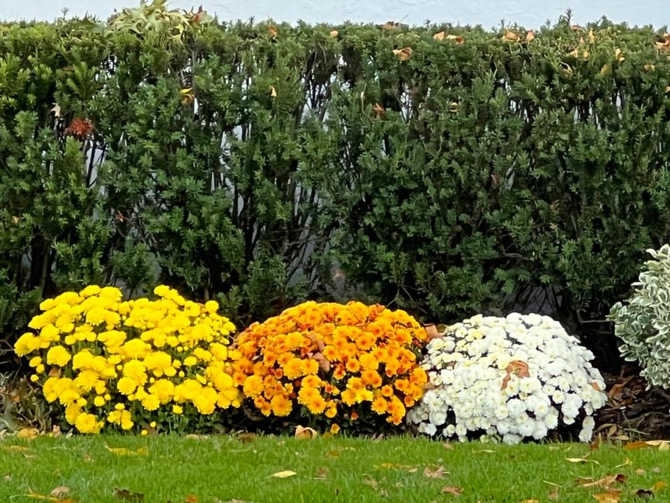 This October, 2022, image provided by Jessica Damiano shows perennial chrysanthemums planted directly in a garden bed on Long Island, NY (Jessica Damiano)