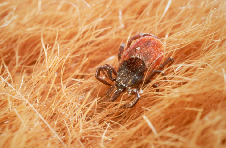 A female black-legged (deer) tick, Ixodes scapularis, crawls through an animal's hair. These ticks are concerning because they carry Lyme disease. (Photo via Getty Images)