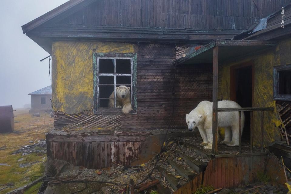 two polar bears in a run down house