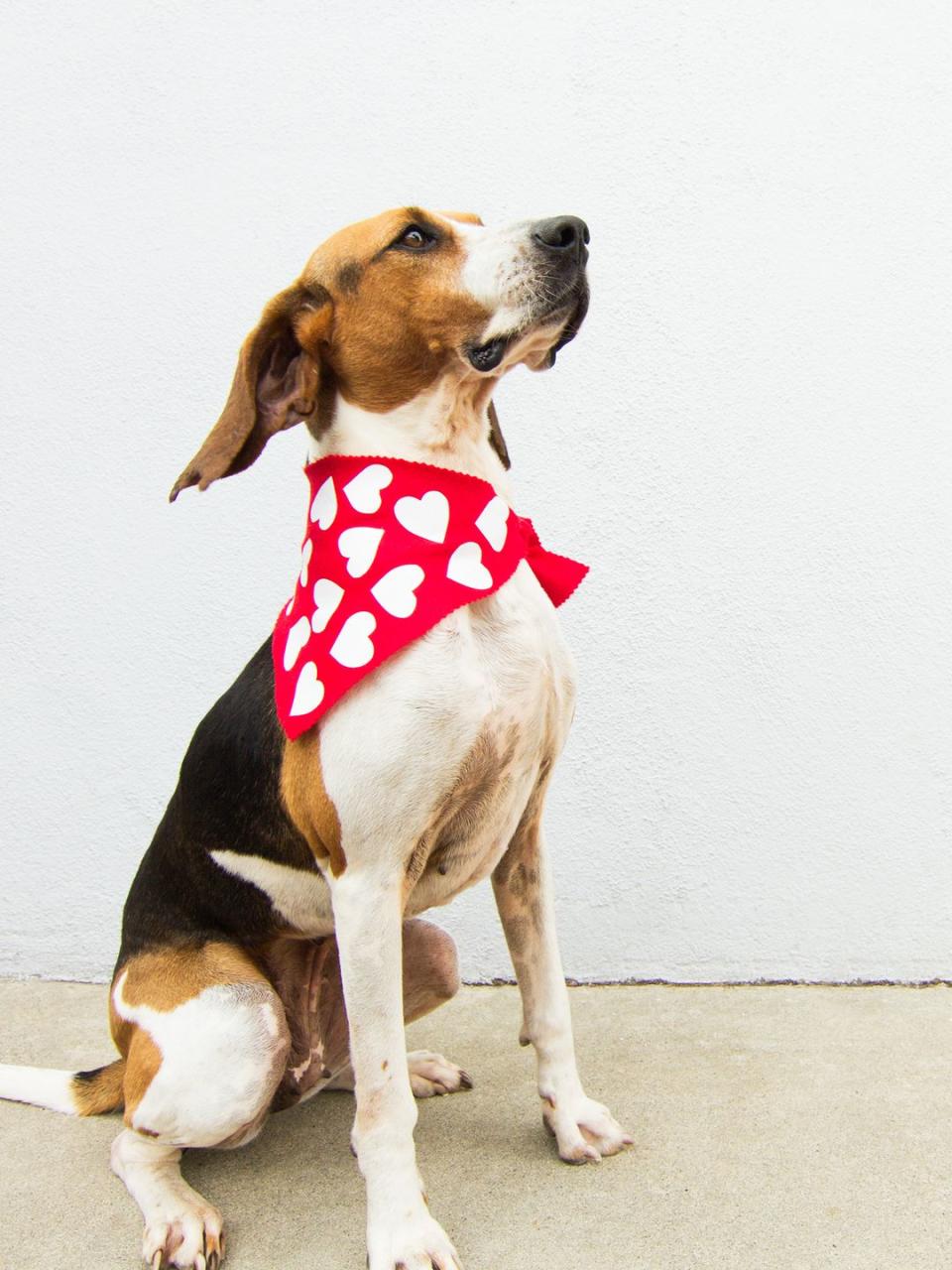 Valentine's Day Heart Dog Scarf