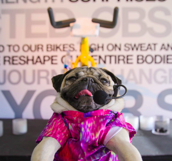 17 Times You and Doug the Pug Were One