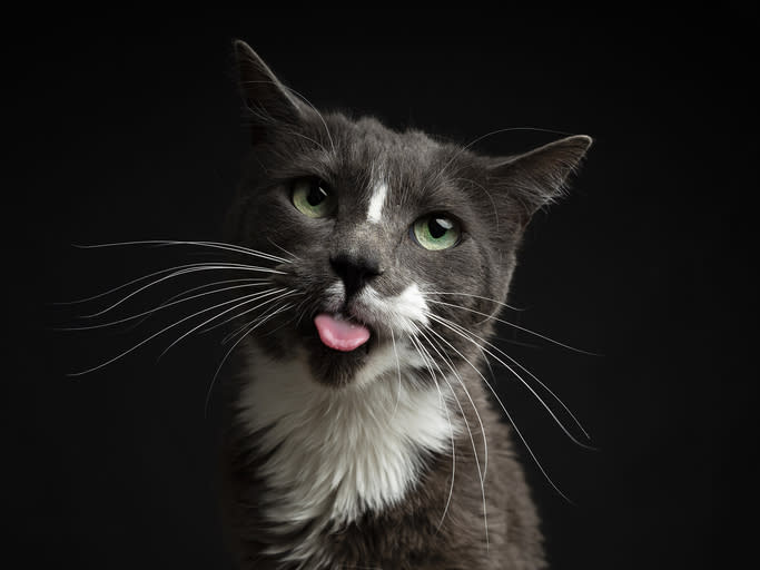 cat sticking tongue out