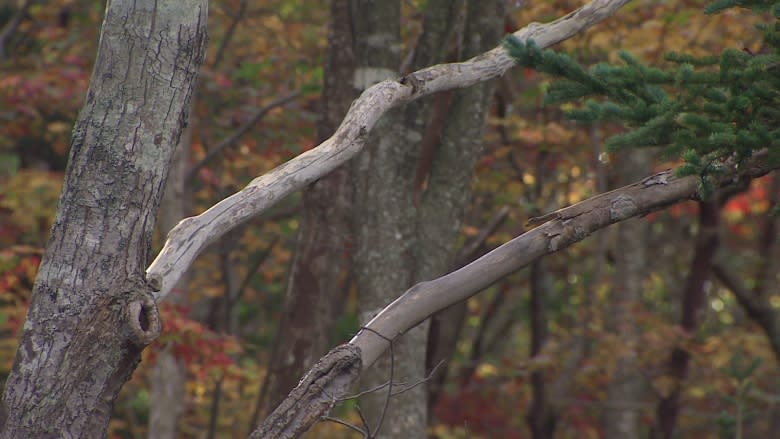 Nova Scotia Power and Halifax tussle over tree-trimming cost, method