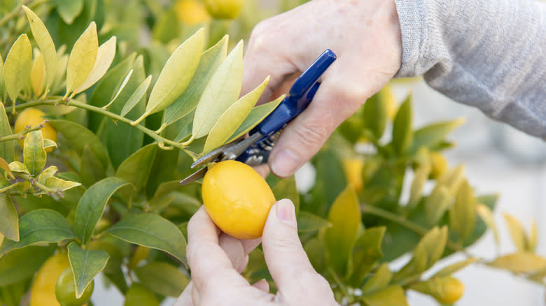 Harvesting fresh limequats from a tree