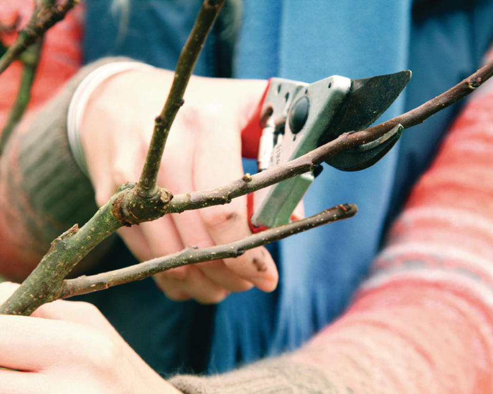 woman pruning apple tree branches in winter