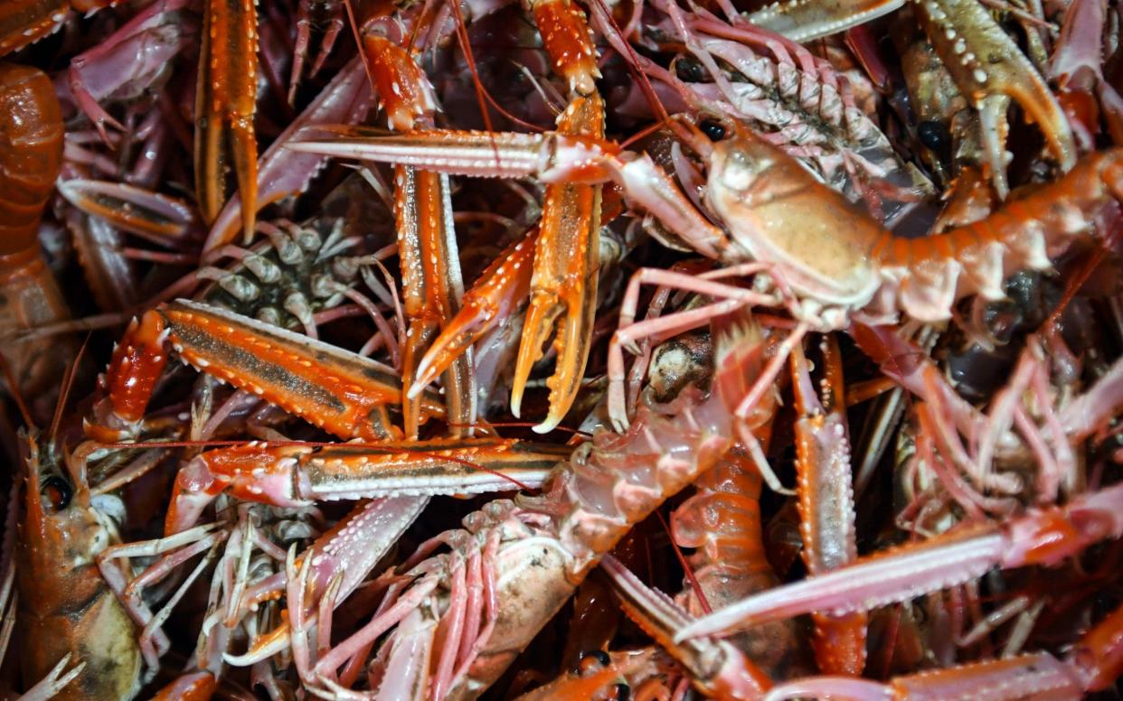 FILES) In this file photo taken on December 16, 2020 Langoustines are seen as the crew of the trawler 'Good Fellowship' process the day's catch after berthing in Eyemouth Harbour in the Scottish Borders on December 16, 2020. - Brexit becomes a reality on December 31, 2020 as Britain leaves Europe's customs union and single market, ending nearly half a century of often turbulent ties with its closest neighbours. The UK's tortuous departure from the European Union takes full effect when Big Ben strikes 11:00 pm (2300 GMT) in central London, just as the European mainland ushers in 2021 at midnight. Brexit has dominated British politics since the country's narrow vote to leave the bloc in June 2016, opening deep political and social wounds that still remain raw. - Andy Buchanan/AFP via Getty Images