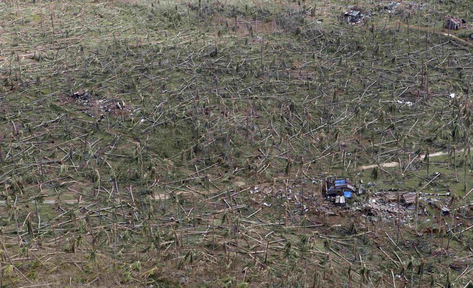 An aerial view of toppled trees at the devastation of super Typhoon Haiyan in Samar province in central Philippines