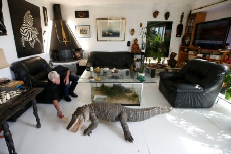 Philippe Gillet, 67 year-old Frenchman who lives with more than 400 reptiles and tamed alligators, gives chicken to his alligator Ali in his living room in Coueron near Nantes, France September 19, 2018. REUTERS/Stephane Mahe