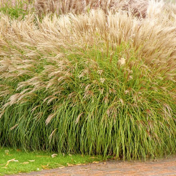  Miscanthus ornamental grass. 