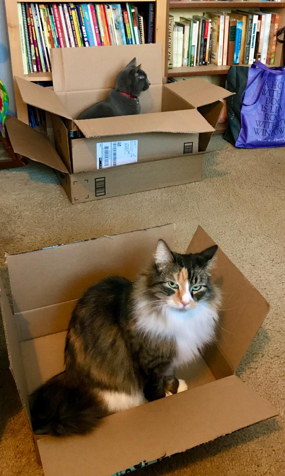 Willow and Toby have been caught in the cat traps