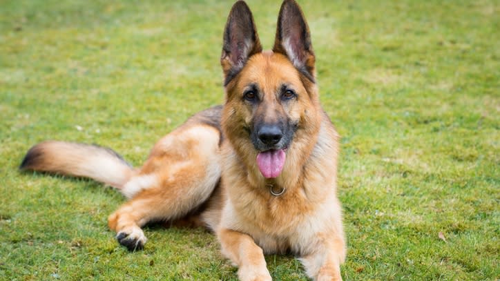 32 big dog breeds that make sensible pets