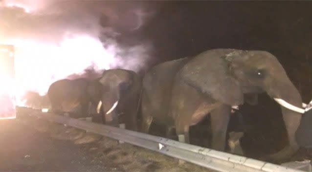 The elephants had to be evacuated. Source: Twitter/ WTVC NewsChannel 9