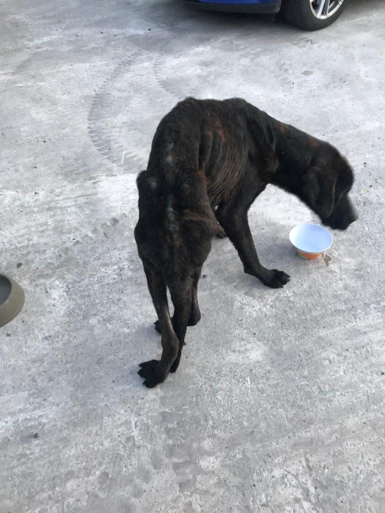 The brindle Mastiff-type pooch  could hardly walk when he was found (Picture: SWNS)