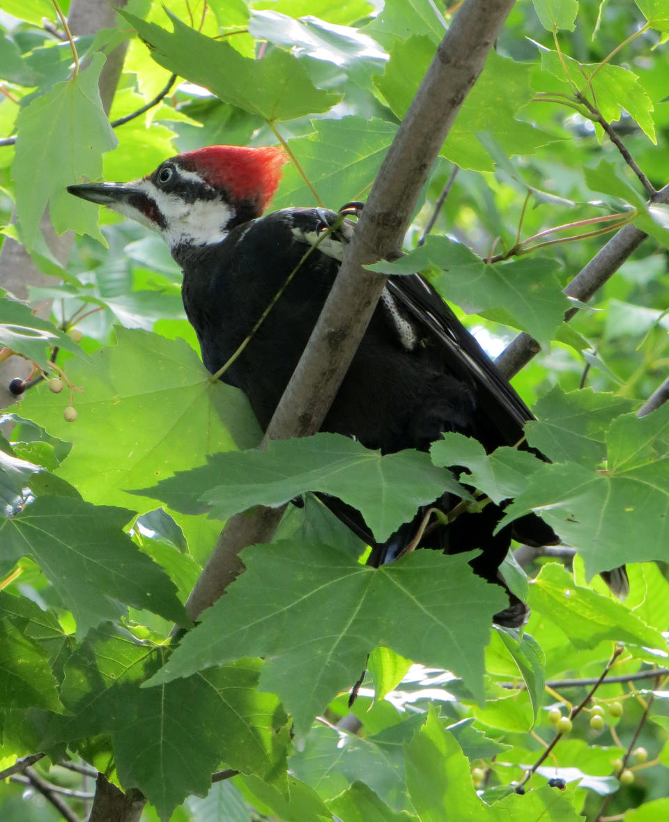 In this Aug. 12, 2013 photo, a woodpecker is perched along the P'tit Train du Nord rail trail outside Montreal, Quebec. The rail trail cuts through stands of hardwood and softwood forests, along lakes and rushing rivers, with inns and cafes along the way. (AP Photo/R.M. Green)