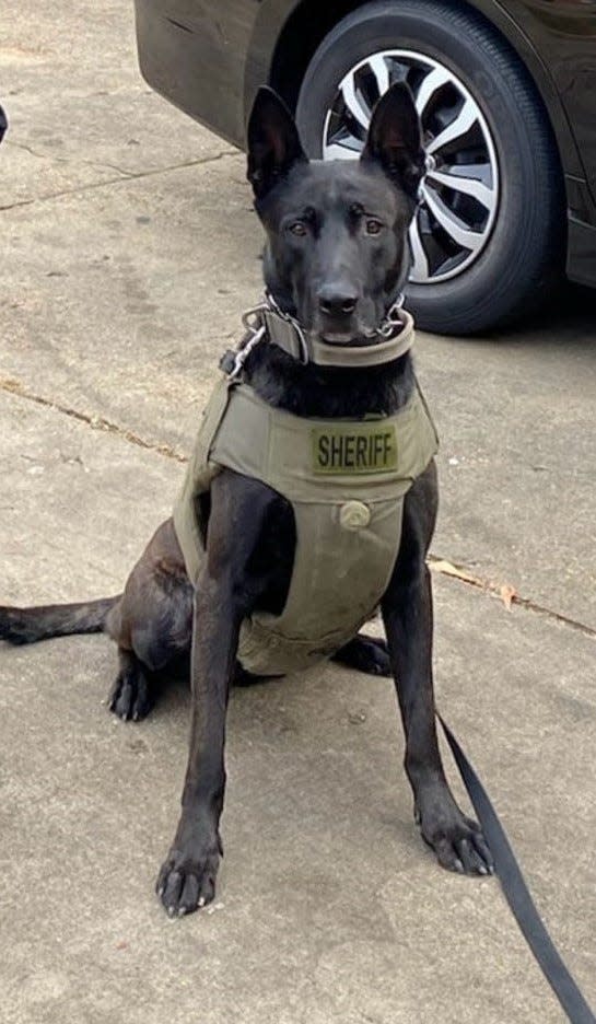 Marko, pictured above, is a K-9 Unit dog with the Shelby County Sheriff's Office. Marko and his handler, who work with the U.S. Marshals Service, were part of the group to arrest Randy Darnell Ewing Jr. Tuesday night.