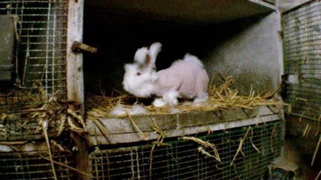 Can angora production ever be ethical?, Animal welfare