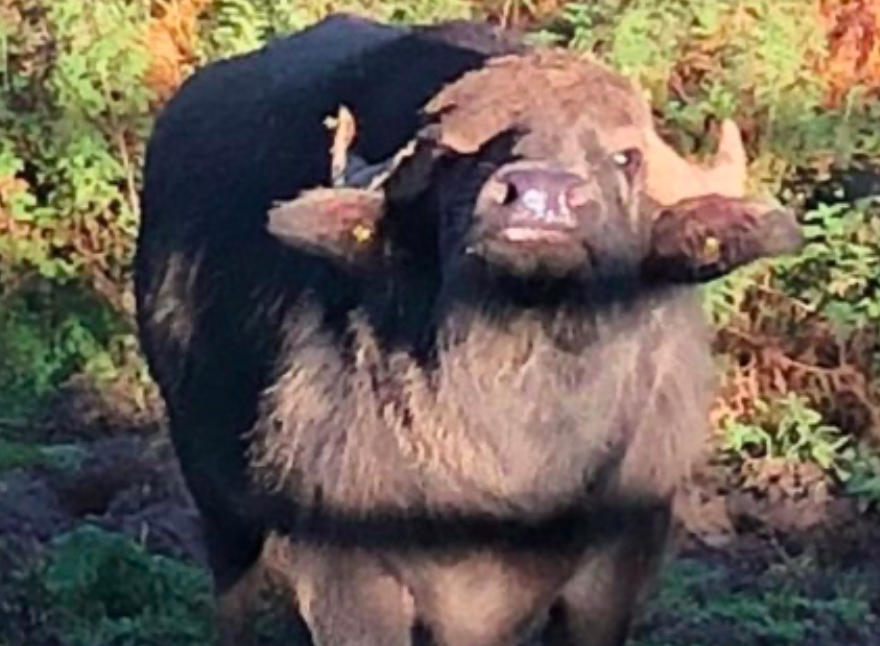 One person was killed by a rampaging water buffalo in Wales. (Wales News)