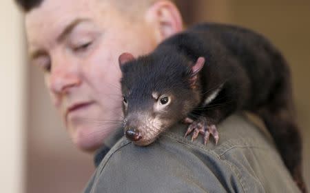 A Tasmanian Devil joey sits on the shoulder of Devil Ark manager Dean Reid as he prepares a shipment of healthy and genetically diverse devils to the island state of Tasmania, at the Devil Ark sanctuary in Barrington Tops on Australia's mainland, November 17, 2015. REUTERS/Jason Reed