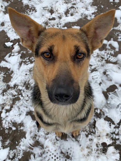 Un perro callejero con ojos tristes pide comida en la zona de exclusión.