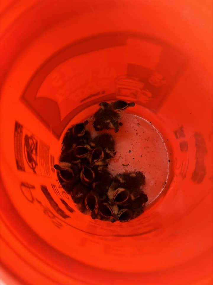 11 baby ducks were reunited with their mother on Saturday afternoon when Oviedo firefighters pulled them out of a storm drain.