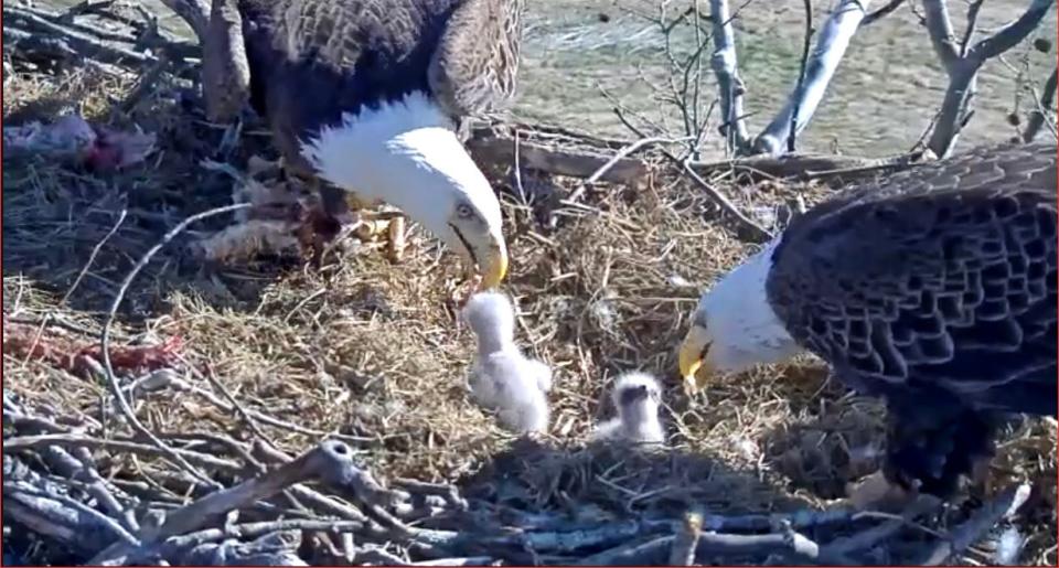 The NCTC Eagle Cam provides a birds' eye view of bald eagles nesting with their babies.