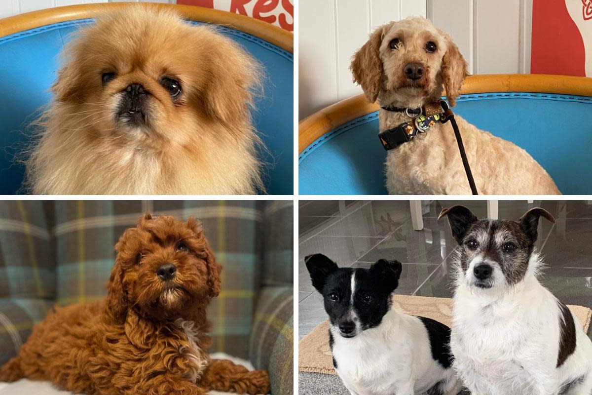 Five dogs from Greenacres Rescue looking for a second chance. <i>(Image: Greenacres Rescue)</i>