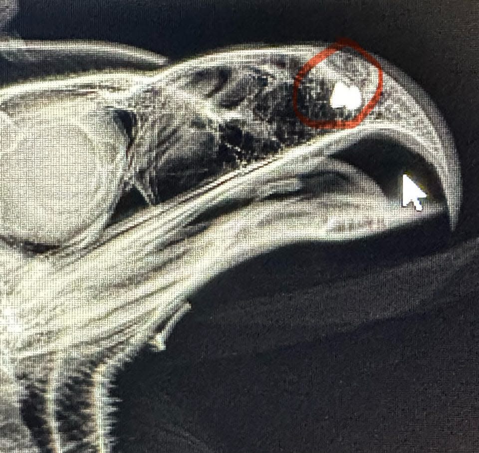 An x-ray shows a pellet lodged in the beak of a bald eagle. The birds, which was found too weak to fly March 14 near Brooklyn in Dane County, died the next day. A reward is offered for information leading to a conviction in the illegal shooting.