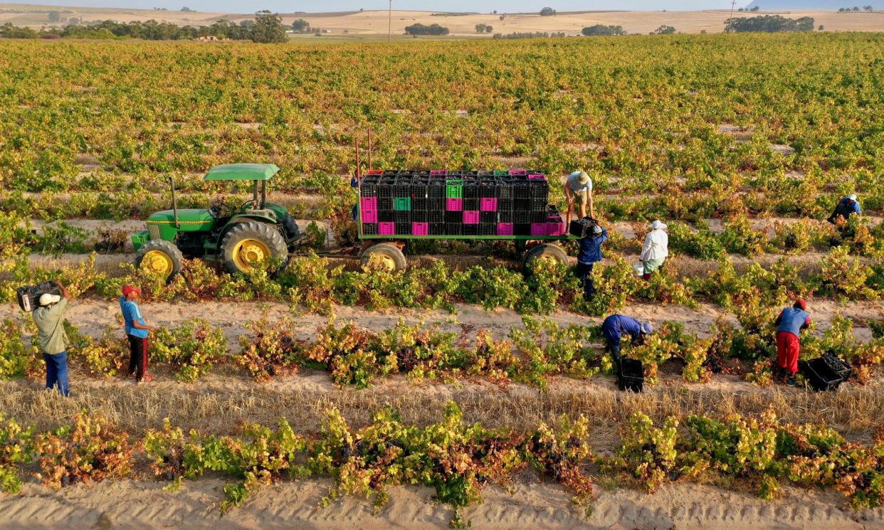 <span>South Africa’s finest: an aerial view of workers harvesting cinsault grapes.</span><span>Photograph: David Silverman/Getty Images</span>