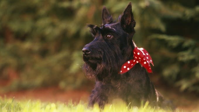 Muscle Cramps in Scottish Terriers: Symptoms, Causes, & Treatments