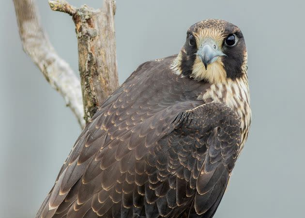 Peregrine Falcon