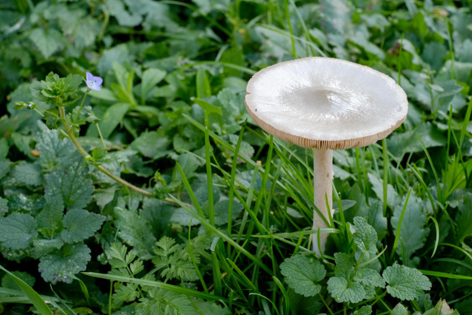 fools funnel mushroom Clitocybe rivulosa growing in a rural garden in zala county hungary