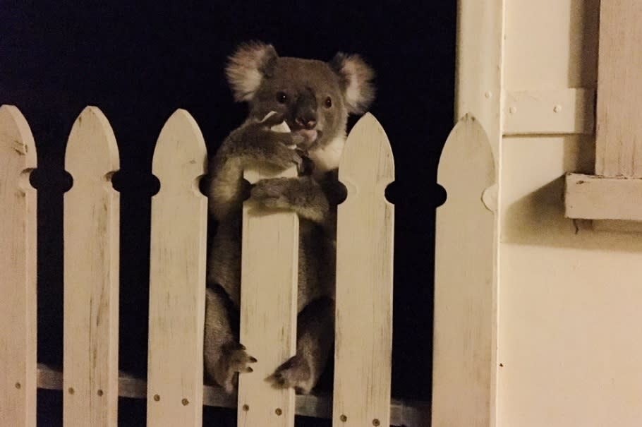 This little lost koala made everyone’s day this weekend
