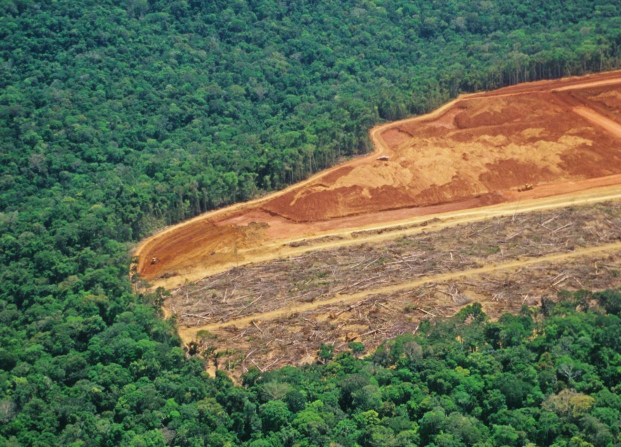 <span>Deforestation in Brazil … ‘significant amounts’ of viscose comes from endangered forests in Brazil, Canada and Indonesia.</span><span>Photograph: luoman/Getty Images</span>