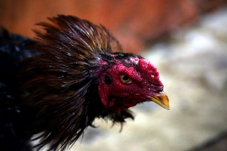 Despite its apparent popularity, cockfighting remains taboo in Kurdish society as betting is frowned upon