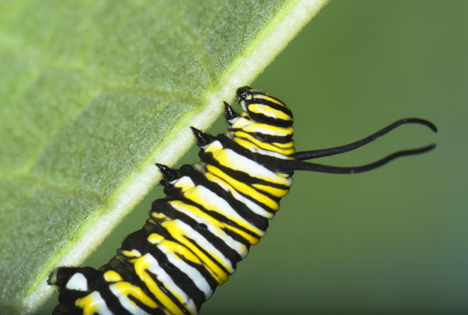 This image released by Timber Press shows a Monarch caterpillar on a milkweed leaf from the book "Nature's Best Hope: How You Can Save the World in Your Own Yard" by Douglas W. Tallamy, adapted for a young audience by Sarah L. Thomson, from Tallamy's original release, "Nature's Best Hope: A New Approach to Conservation That Starts in Your Yard." (Douglas W. Tallamy/Timber Press via AP)