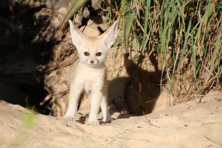 Te presentamos al nuevo ejemplar de un zoo en Australia. Foto: Facebook.com/tarongazoo