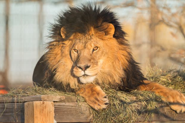 Zuri the lion was one of the animals euthanized.